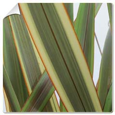 phormium alison blackman
